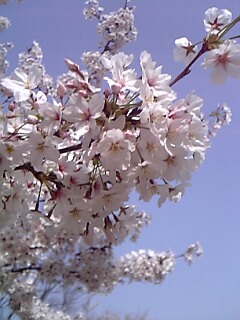 春日桜@.jpg