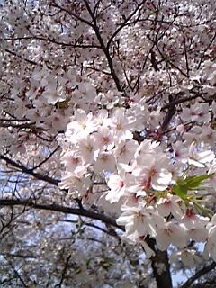 春日桜B.jpg